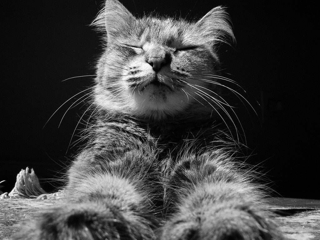 Zen Gatismo