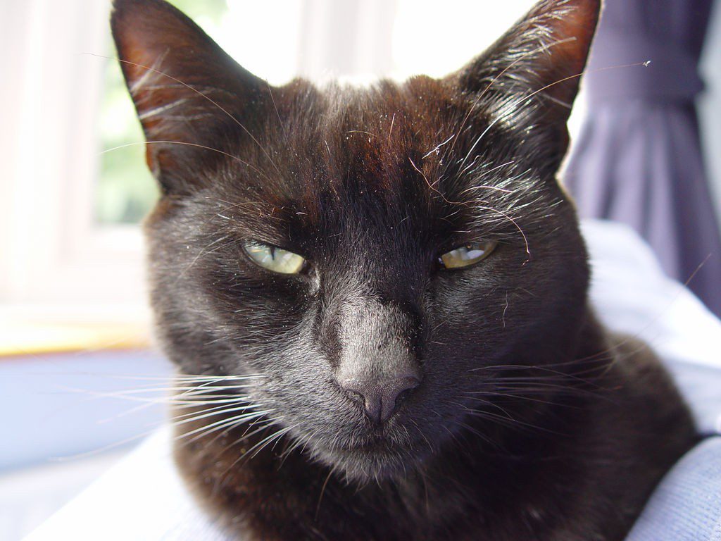 [Seção de Cartas] Gato da depressão